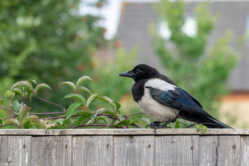 Juvenile Eurasian Magpie wild bird perched on a garden fence
