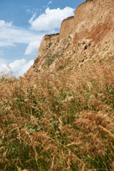 wildflowers on high coast by the sea, beautiful coastal landscape, travel concept
