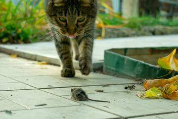 the cat caught the mouse in the garden in the fall and is playing with it like a living toy