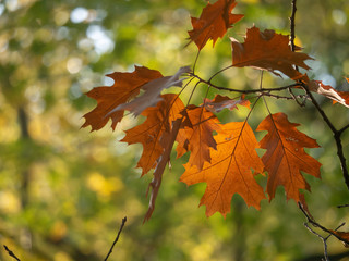 Autumn oak leaves on a branch in the sunlight. Oak leaves closeup.