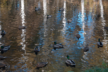 Reflection of autumn trees in a pond