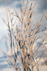 Branches of bushes covered with frost on a sunny winter morning. Frozen bushes on a frosty morning.