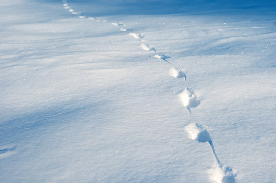 Footprints in the deep snow as texture..Fresh animal tracks on a fresh snowdrift on a sunny day.