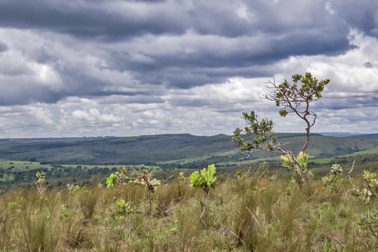 Landscape timelapse of cerrado biome. The clouds move forward and the grass moves with the wind.
