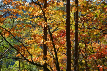Farbiges Herbstlaub verschiedener Baumarten im Gegenlicht (Schwarzwald, Deutschland)