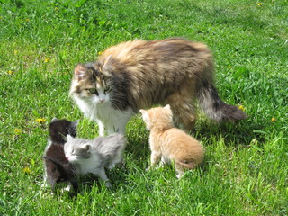 Кошка трёхмастная ,кошка с котятами,пушистая красота