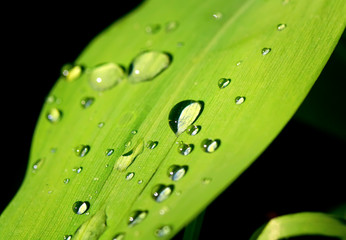 natural background with brilliant iridescent drops of dew on a bright juicy green leaves of Lily of...