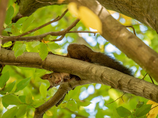 Squirrel on the tree. Autumn forest in background.
