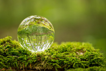 Glaskugel im Wald