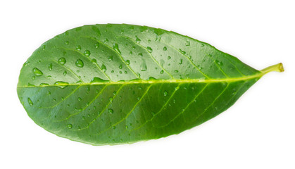 Fototapeta na wymiar grünes Lorbeerblatt mit Regentropfen Wassertropfen isoliert auf weißem Hintergrund