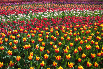 Tulips season in the Netherlands