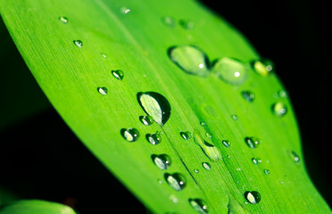 natural background with shiny iridescent dew drops on a bright juicy green leaf on a spring morning