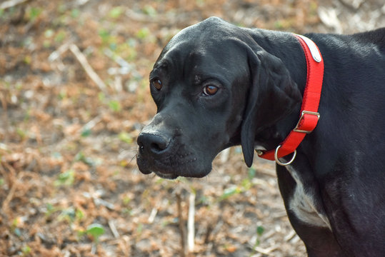 Black English pointer sits on the grass, animals world.