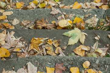 closeup of autumnal leaves on the stoned stairs