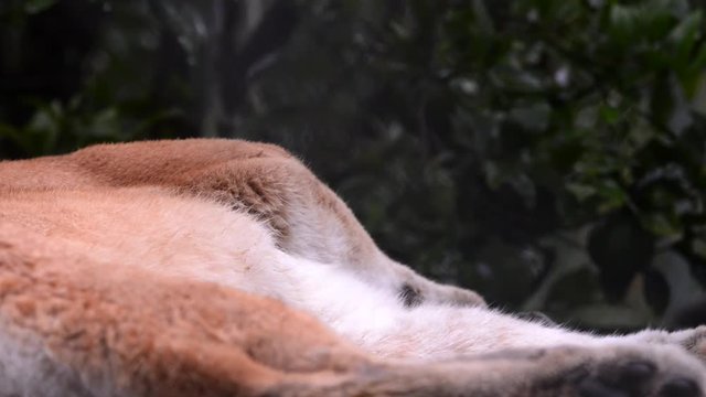 Close up of a cougar lying down scene. The abdomen of the animal moves from top to bottom due to its breathing. It moves his paws, lifts his head and looks around.