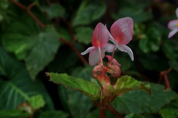 Flor de begonia