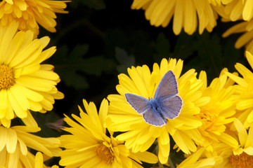 Blue butterfly sitting on yellow flower