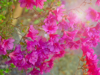 Pink flowers of rhododendron on a bush in the rays of the sun.