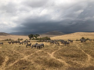 Afryka, safari Ngorongoro - obrazy, fototapety, plakaty
