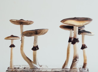 Several magic psilocybin mushrooms groing into box © vitfedotov