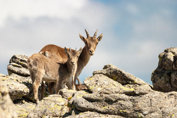 Mountain goat and kid looking at me 