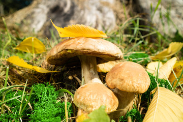 Cep Mushroom growing in Autumn Forest. Mushroom Boletus. Mushrooming in woods. Mushroom picking concept