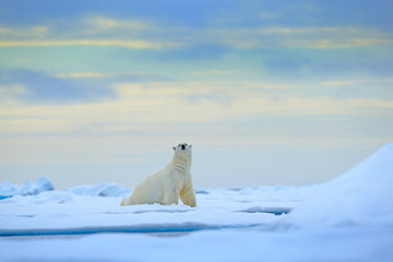 Eisbär auf Treibeiskante mit Schnee und Wasser im russischen Meer. Weißes Tier im Naturlebensraum, Europa. Wildlife-Szene aus der Natur. Gefährlicher Bär, der auf dem Eis geht, schöner Abendhimmel.