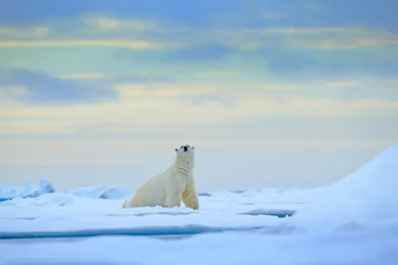 Selbstklebende Fototapete Eisbär Eisbär auf Treibeiskante mit Schnee und Wasser im russischen Meer. Weißes Tier im Naturlebensraum, Europa. Wildlife-Szene aus der Natur. Gefährlicher Bär, der auf dem Eis geht, schöner Abendhimmel.
