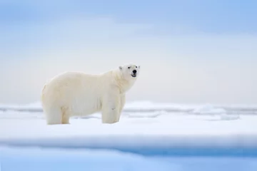 Foto auf Acrylglas Eisbär Eisbär auf Treibeiskante mit Schnee und Wasser im russischen Meer. Weißes Tier im Naturlebensraum, Europa. Wildlife-Szene aus der Natur. Gefährlicher Bär, der auf dem Eis geht, schöner Abendhimmel