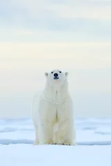 Rolgordijnen Ijsbeer IJsbeer op de rand van het drijfijs met sneeuw en water in de Noorse zee. Wit dier in de natuurhabitat, Europa. Wildlife scène uit de natuur. Gevaarlijke beer die op het ijs loopt, mooie avondlucht.