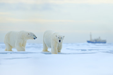 Ours polaire sur le bord de la banquise avec de la neige et de l& 39 eau en mer de Russie. Animal blanc dans l& 39 habitat naturel, Europe. Scène de la faune de la nature. Ours dangereux marchant sur la glace, beau ciel du soir.