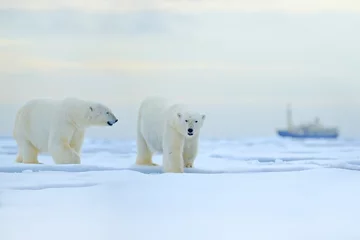 Photo sur Plexiglas Ours polaire Ours polaire sur le bord de la banquise avec de la neige et de l& 39 eau en mer de Russie. Animal blanc dans l& 39 habitat naturel, Europe. Scène de la faune de la nature. Ours dangereux marchant sur la glace, beau ciel du soir.