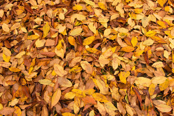 A lot of yellowed leaves on the ground. Background of fallen leaves. The concept of the onset of autumn