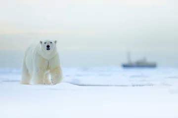 Cercles muraux Ours polaire Ours et bateau. Ours polaire sur glace dérivante avec de la neige, bateau de croisière flou en arrière-plan, Svalbard, Norvège. Scène de la faune dans la nature. Hiver froid dans l& 39 Arctique. Animaux sauvages de l& 39 Arctique dans la neige.