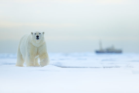 Bear and boat. Polar bear on drifting ice with snow, blurred cruise vessel in background, Svalbard, Norway. Wildlife scene in the nature. Cold winter in the Arctic. Arctic wild animals in snow.