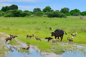 Wild Dog Hunting in Botswana, buffalo cow and calf with predator. Wildlife scene from Africa, Moremi, Okavango delta. Animal behaviour, pack pride of African wild dogs offensive attack on calf.