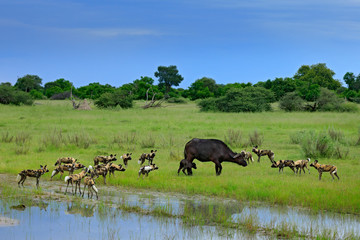 Wild Dog Hunting in Botswana, buffalo cow and calf with predator. Wildlife scene from Africa, Moremi, Okavango delta. Animal behaviour, pack pride of African wild dogs offensive attack on calf.