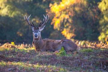 Stag buck with antlers autumn season