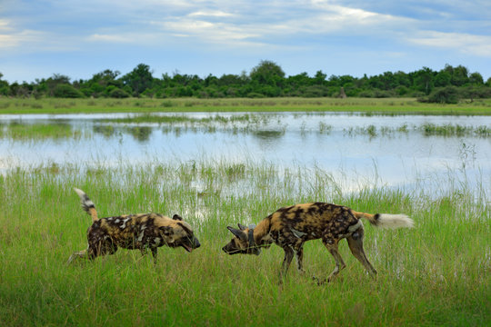 Wild Dog Fight. Hunting Painted Dog On African Safari. Wildlife Scene From Nature. African Wild Dog, Walking In The Green Grass, Okavango, Botswana.