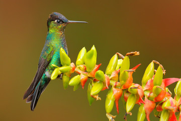 Fototapeta premium Hummingbird with red green flower. Fiery-throated Hummingbird, flying next to beautiful bloom, Costa Rica. Action wildlife scene from tropic nature. Bird in fly, sunny day.