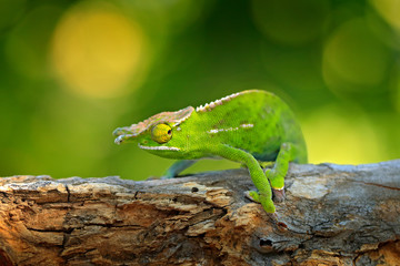 Canopy Wills chameleon, Furcifer willsiisitting on the branch in forest habitat. Exotic beautifull endemic green reptile with long tail from Madagascar. Wildlife scene from nature.