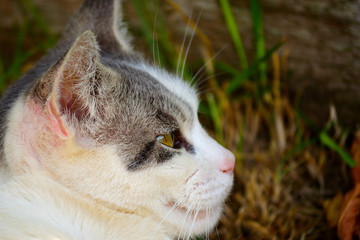 Mirada al horizonte de gato