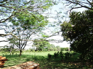 Obraz premium tree in the park