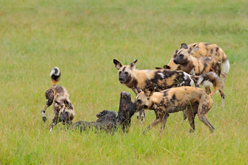 Wild Dog Hunting in Botswana, buffalo calf with predator. Wildlife scene from Africa, Moremi, Okavango delta. Animal behaviour, pack pride of African wild dogs offensive attack on calf.