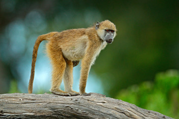 Chacma baboon, Papio ursinus, monkey from Moremi, Okavango delta, Botswana. Wild mammal in the...