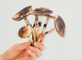 Girls gand holding psilocybin mushrooms on white background