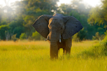 Elephant in the grass, beautiful evening light. Wildlife scene from nature, elephant in the habitat, Moremi, Okavango delta, Botswana, Africa. Green wet season, blue sky with clouds. African safari.