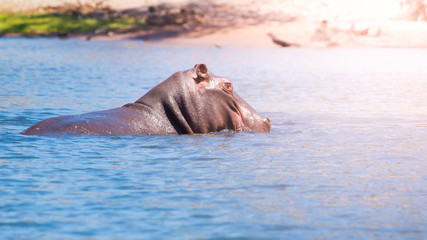 African hippopotamus hidden in the water. Dangerous hippo in natural habitat of Chobe River, Botswana, Africa