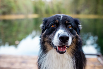 Dog Australian Shepherd 