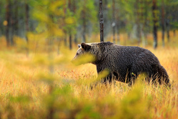 Bear hidden in orange red forest. Autumn trees with bear. Beautiful brown bear walking around lake with fall colours. Dangerous animal in the wood. Wildlife nature from Finland.